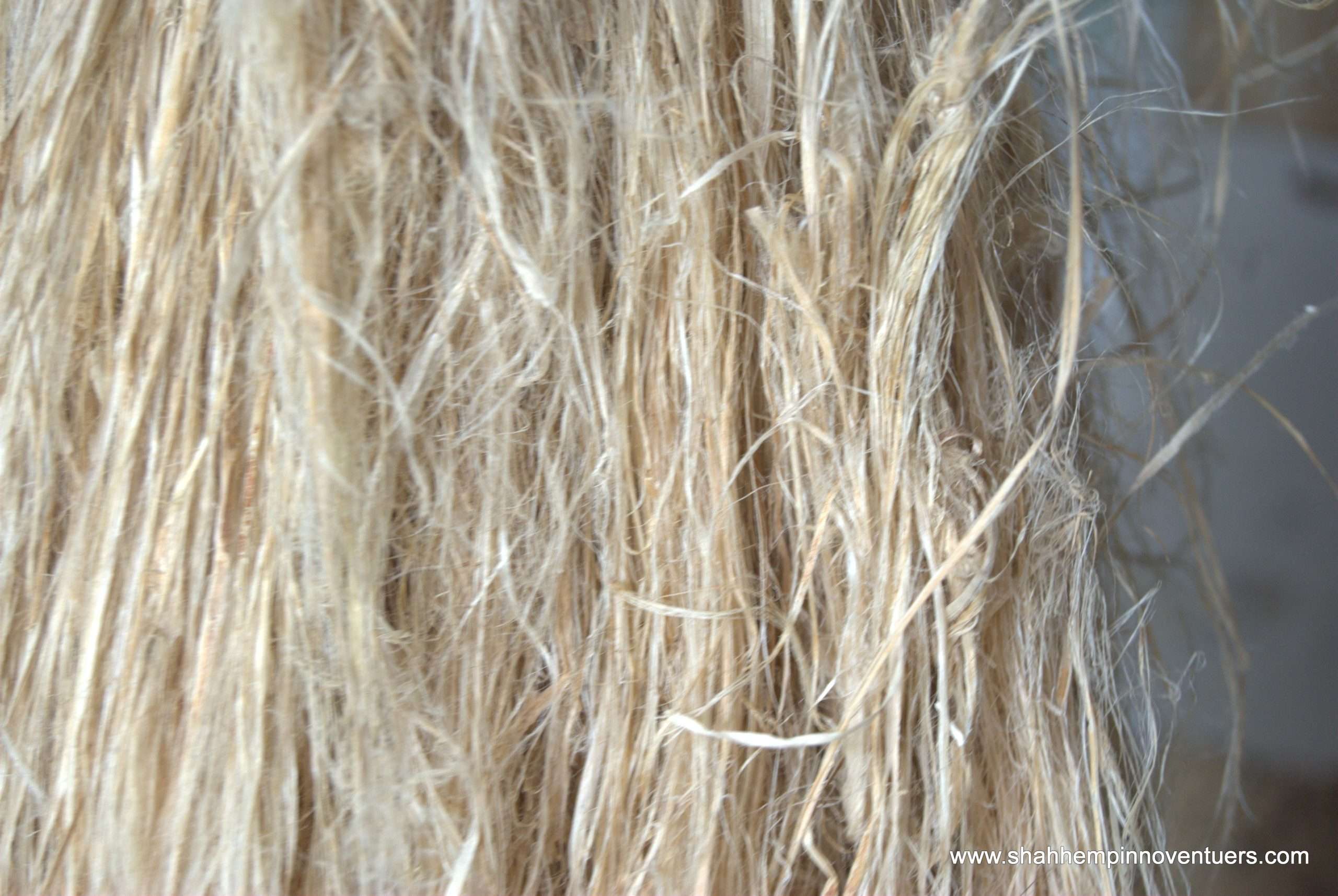DSC_6227 raw short hemp fiber