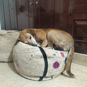 dogs choose hemp