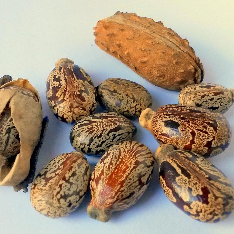 Castor Seeds
